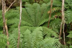 Dicksonia fibrosa: obovate mature fronds, showing the pinnae decreasing in size proximally to a very short stipe. 
 Image: L.R. Perrie © Leon Perrie 2013 CC BY-NC 3.0 NZ